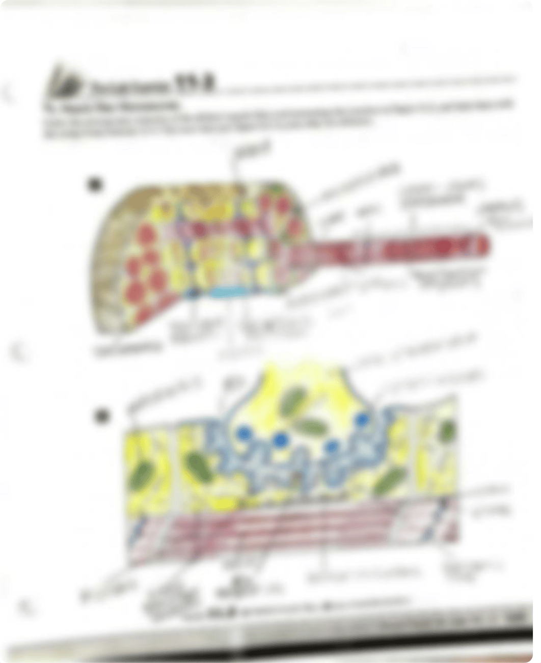 unit 11 lab muscule tissue.pdf_dvfbqv5aw86_page3