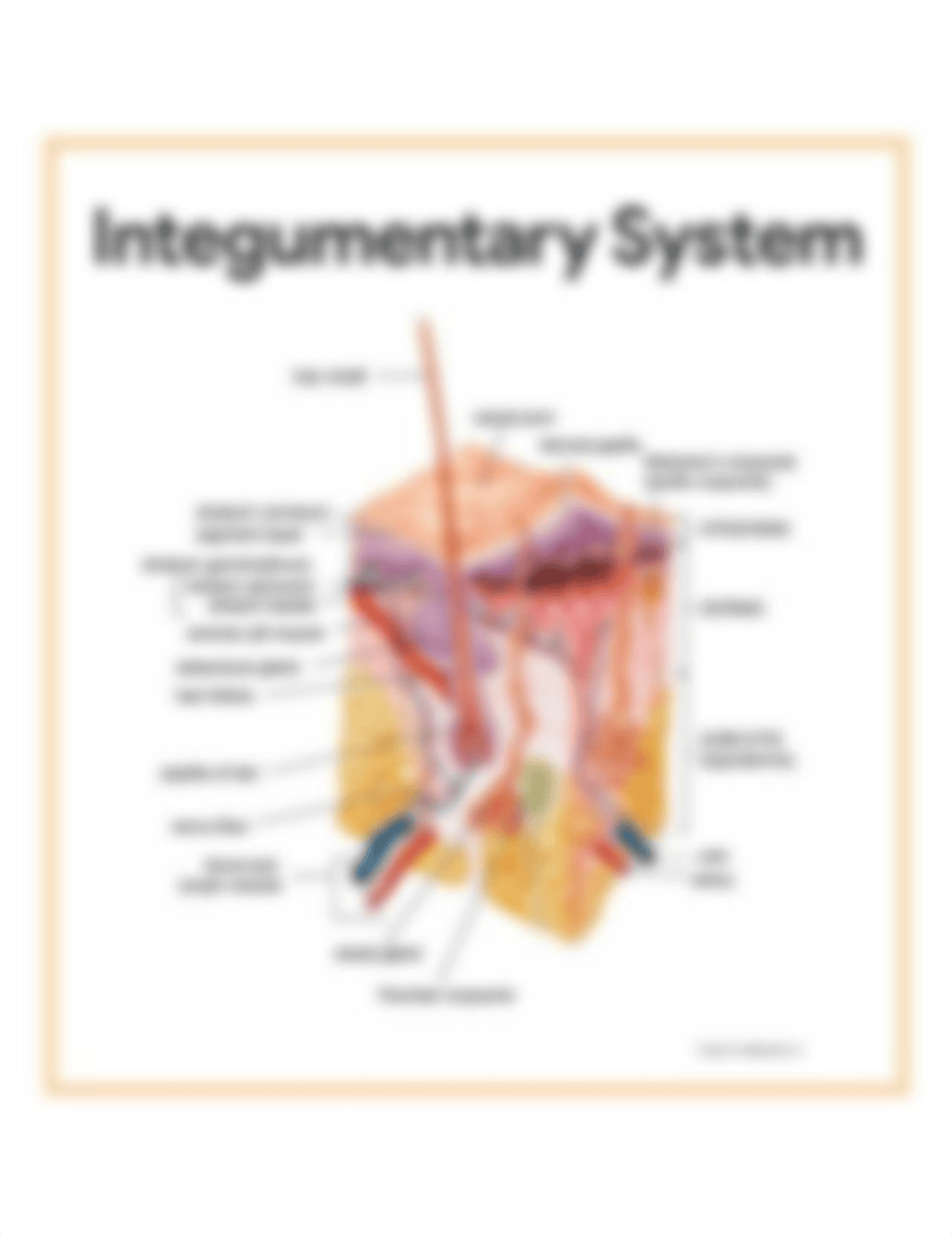 Integumentary-System-Integumentary-System-Anatomy-and-Physiology-for-Nurses.png_dvfrcb8ax8p_page1