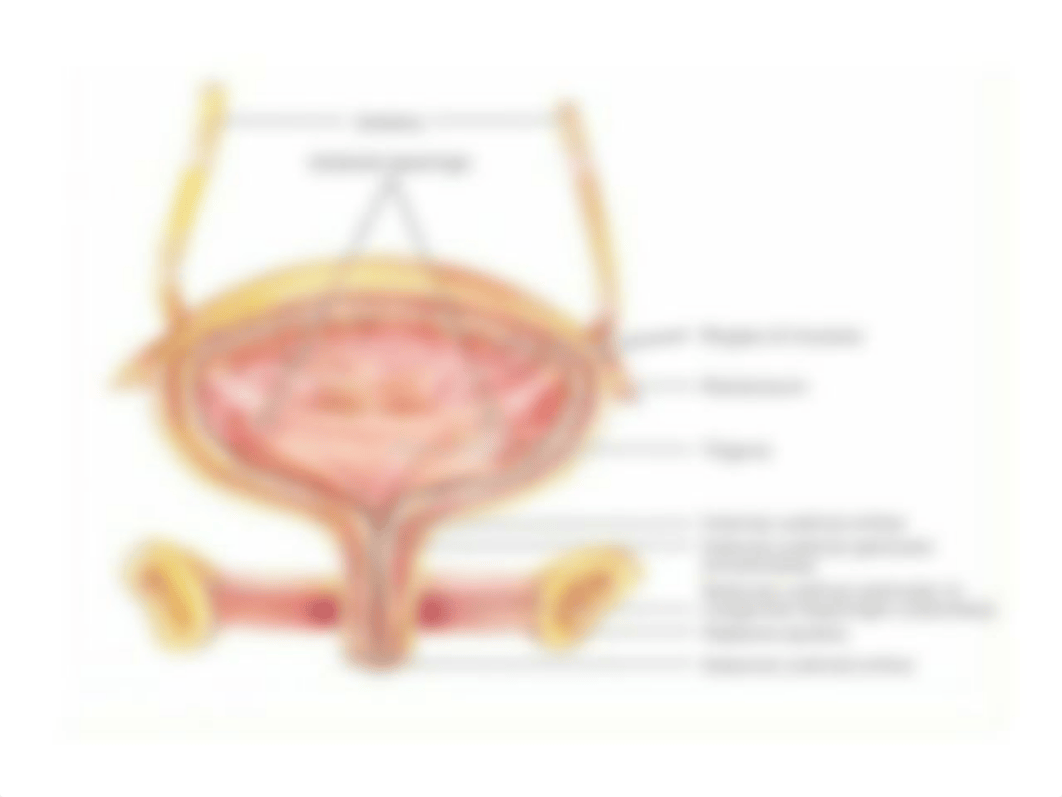 urinary incontinence.pptx_dvfrq24etk5_page2