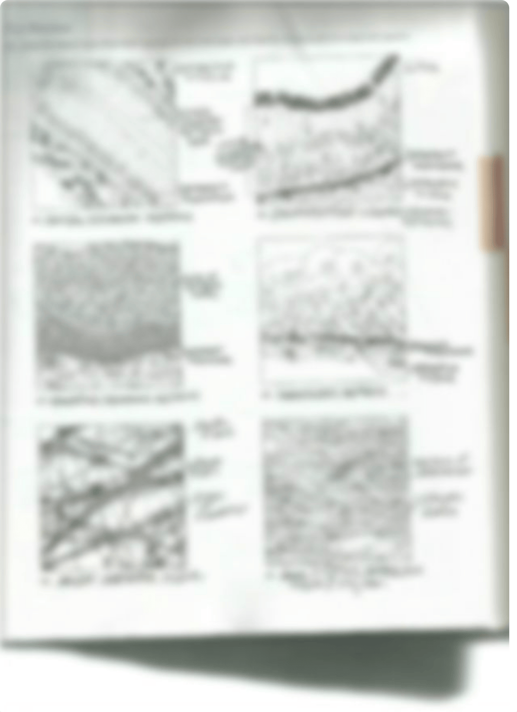 Lab Review Sheet 6.pdf_dvftof3oa93_page5