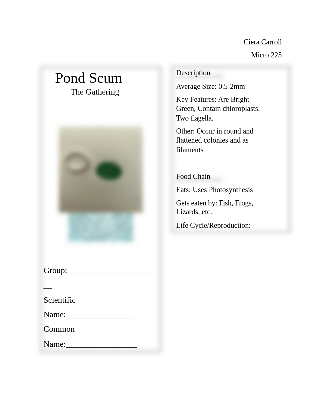 Pond Scum-Ciera.docx_dvg3osmdkvm_page1