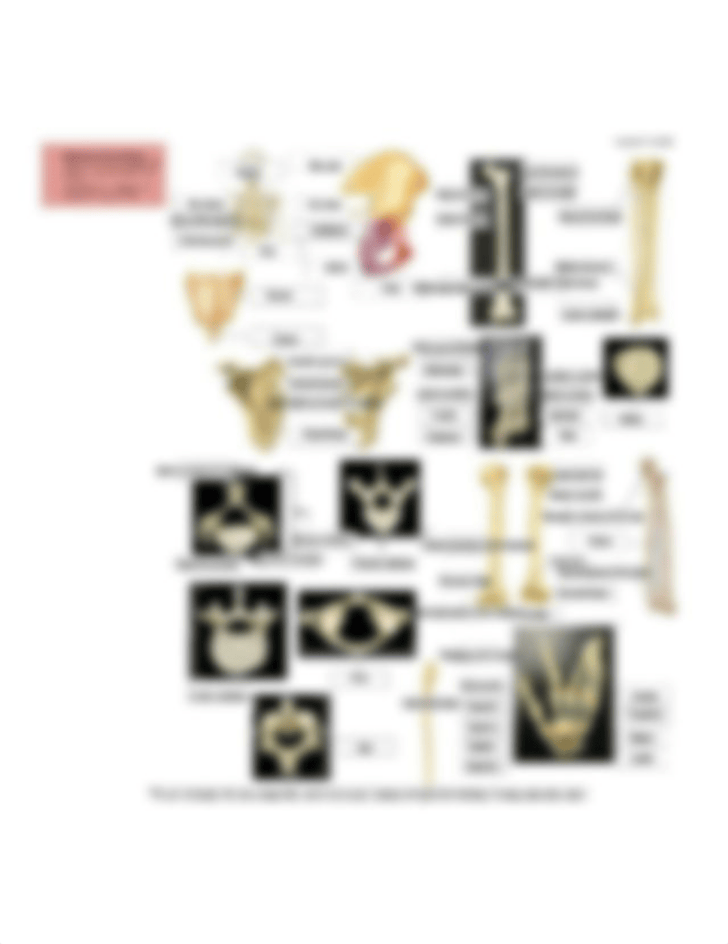 Copy of Answers_Skeletal System Anatomy Labeling Activity.jpg_dvgehva1v1v_page1