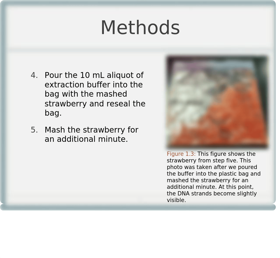 BIO Lab 4 Strawberry DNA Extraction.pptx_dvgr3mz4ify_page5