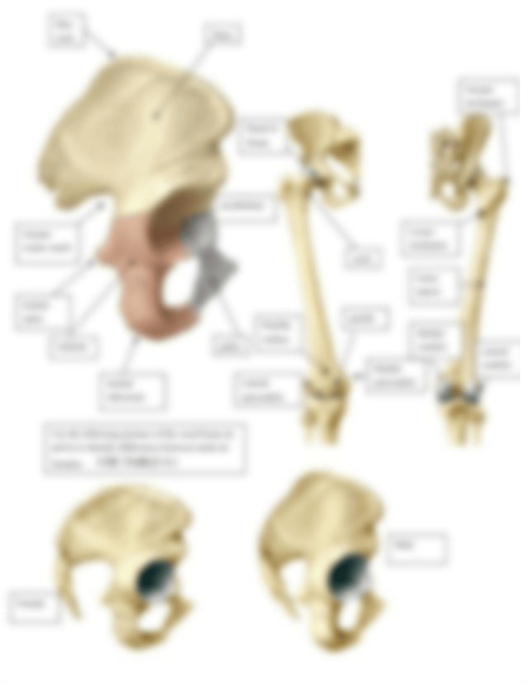 Bone labeling - appendicular skeleton key.doc_dvh4t1fbbqe_page5