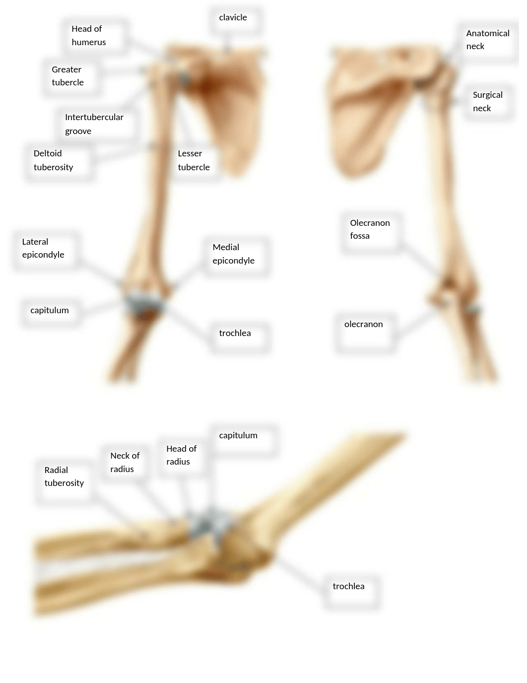 Bone labeling - appendicular skeleton key.doc_dvh4t1fbbqe_page2