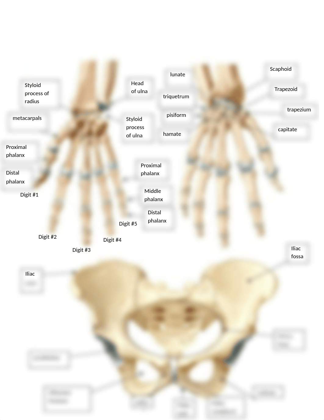 Bone labeling - appendicular skeleton key.doc_dvh4t1fbbqe_page4