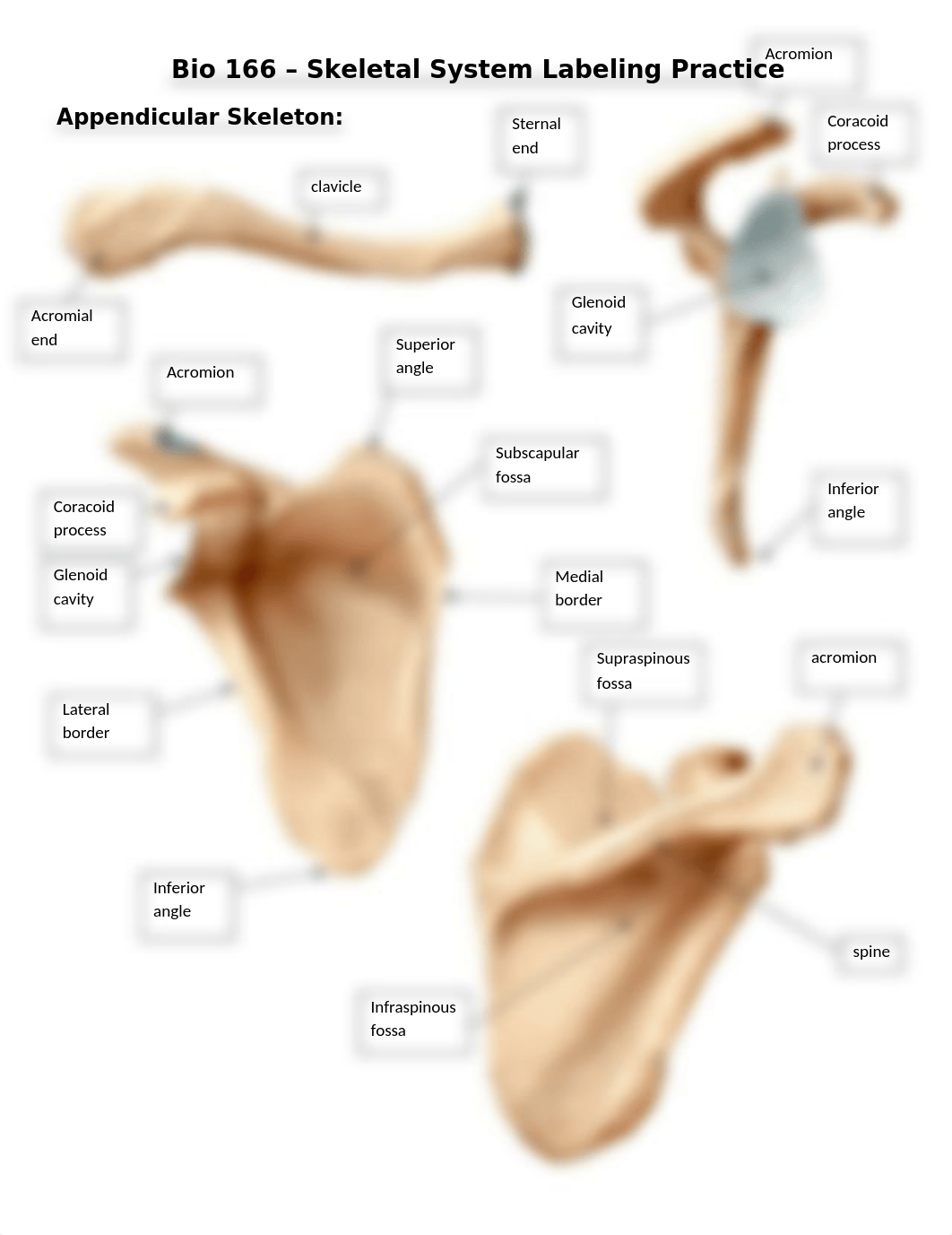 Bone labeling - appendicular skeleton key.doc_dvh4t1fbbqe_page1