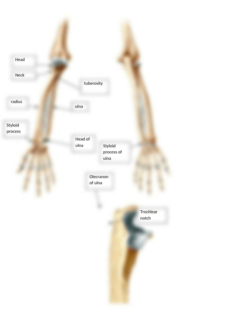 Bone labeling - appendicular skeleton key.doc_dvh4t1fbbqe_page3