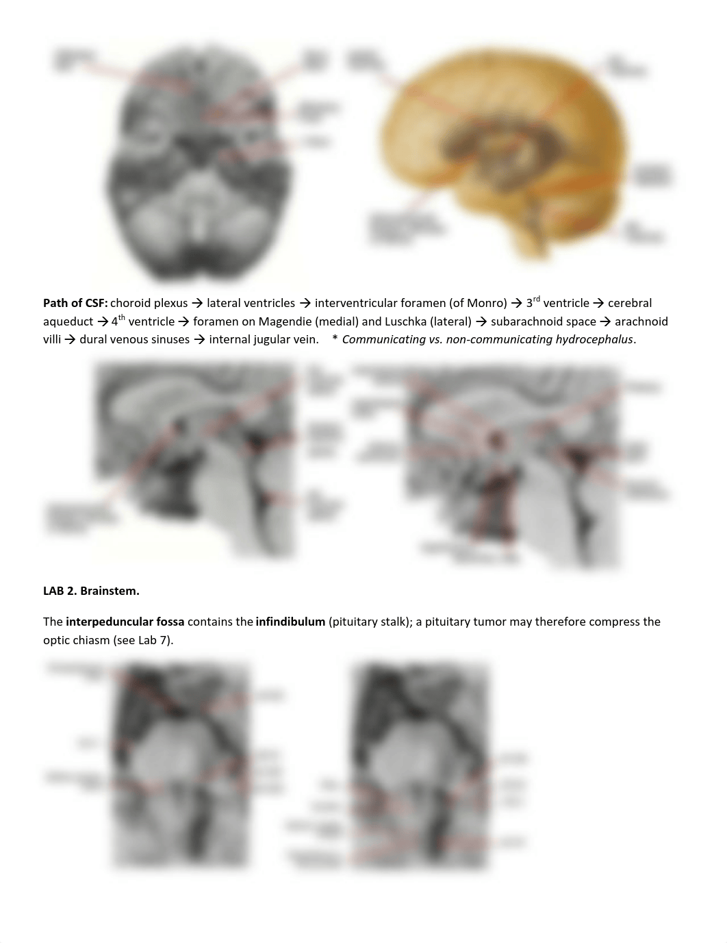 Katie's Neuro Labs 1-8.pdf_dvhf8eyc6o6_page2