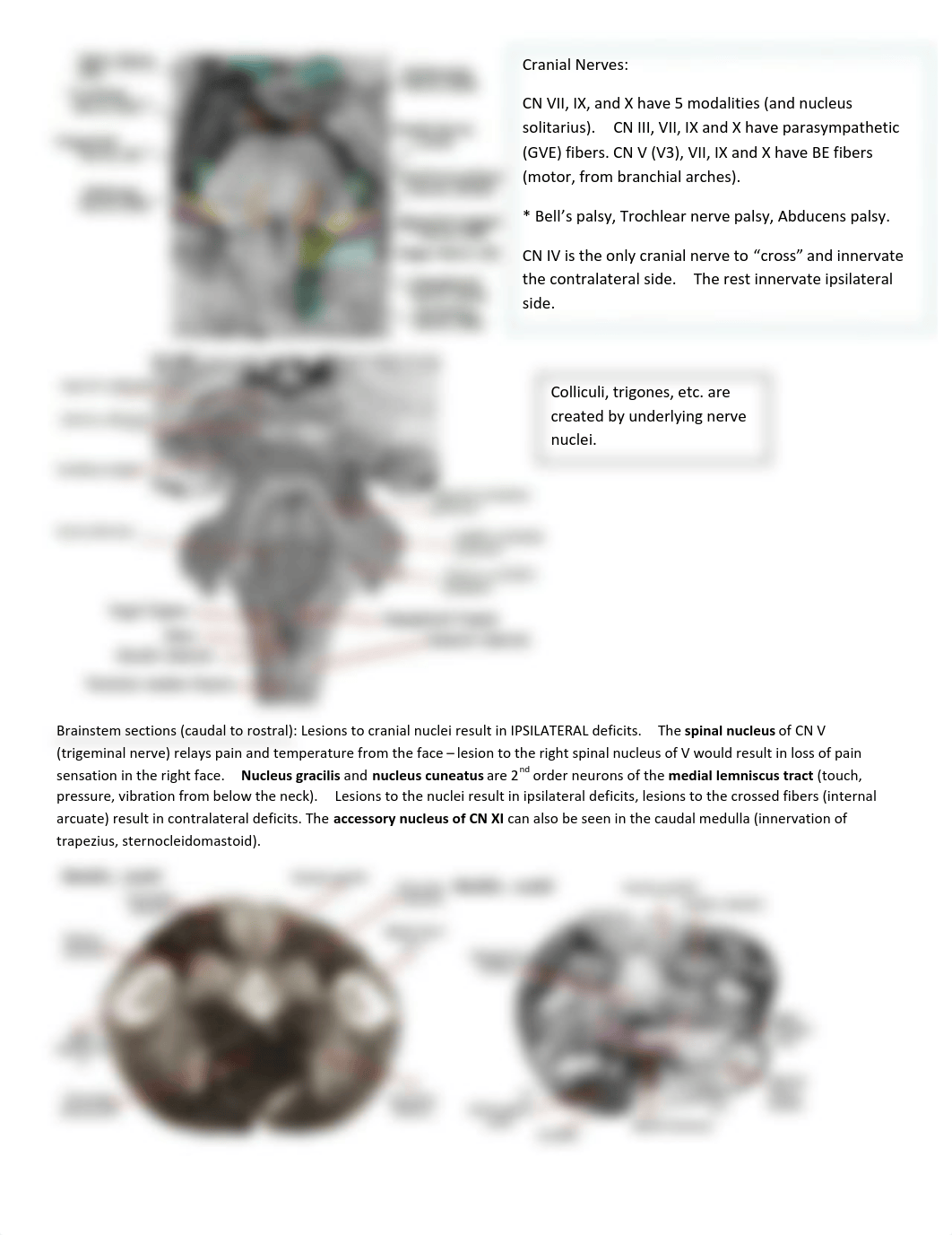 Katie's Neuro Labs 1-8.pdf_dvhf8eyc6o6_page3