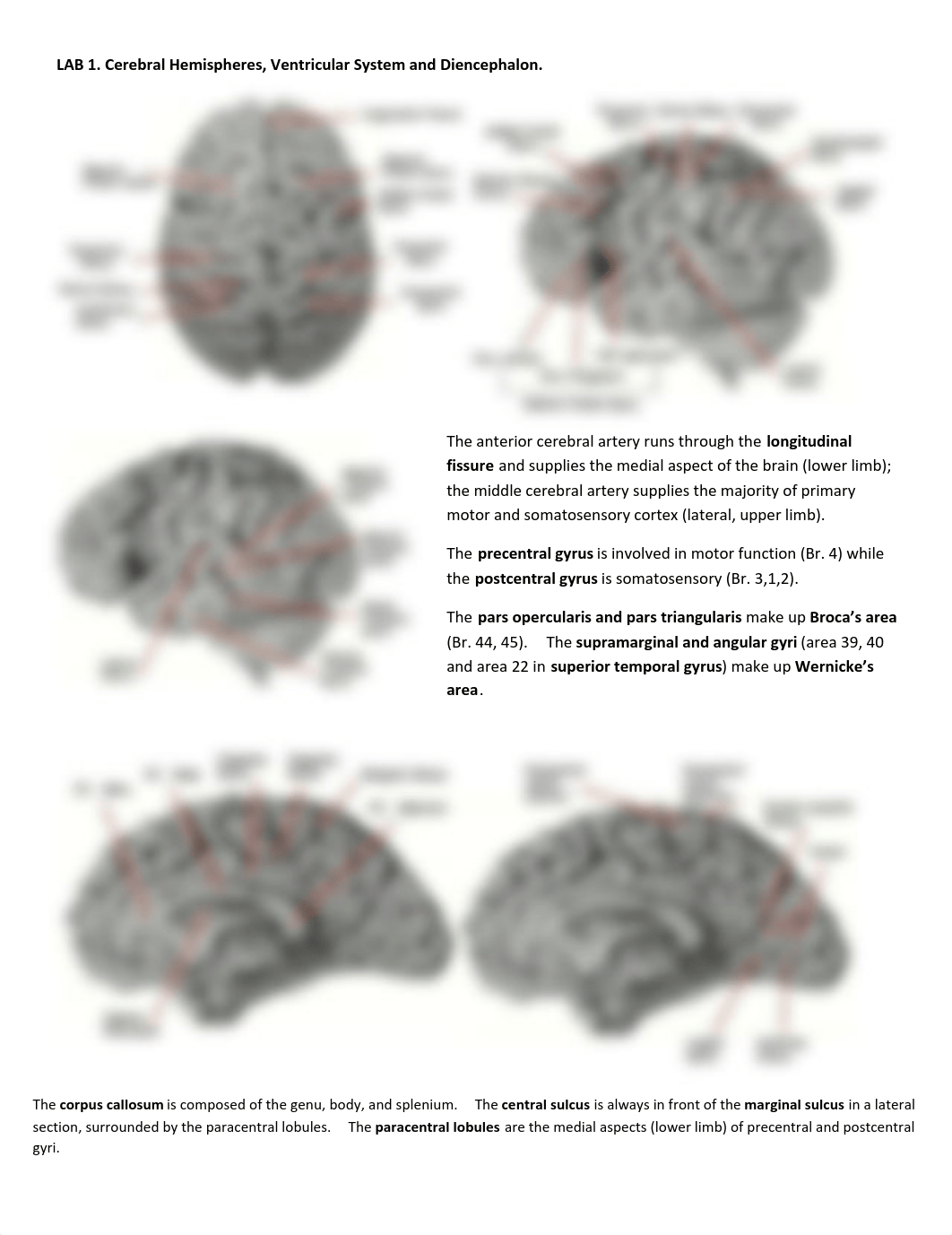 Katie's Neuro Labs 1-8.pdf_dvhf8eyc6o6_page1