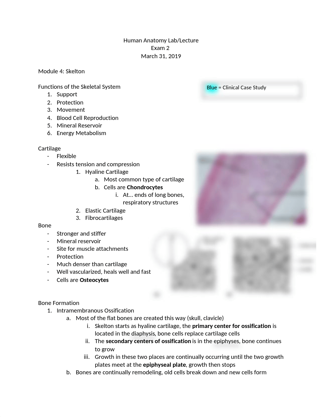 Human Anatomy Exam 2 Study Guide.docx_dvhjtmeqd40_page1