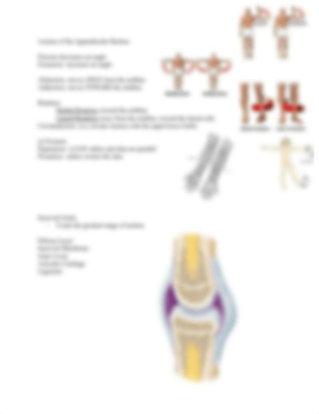 Human Anatomy Exam 2 Study Guide.docx_dvhjtmeqd40_page3