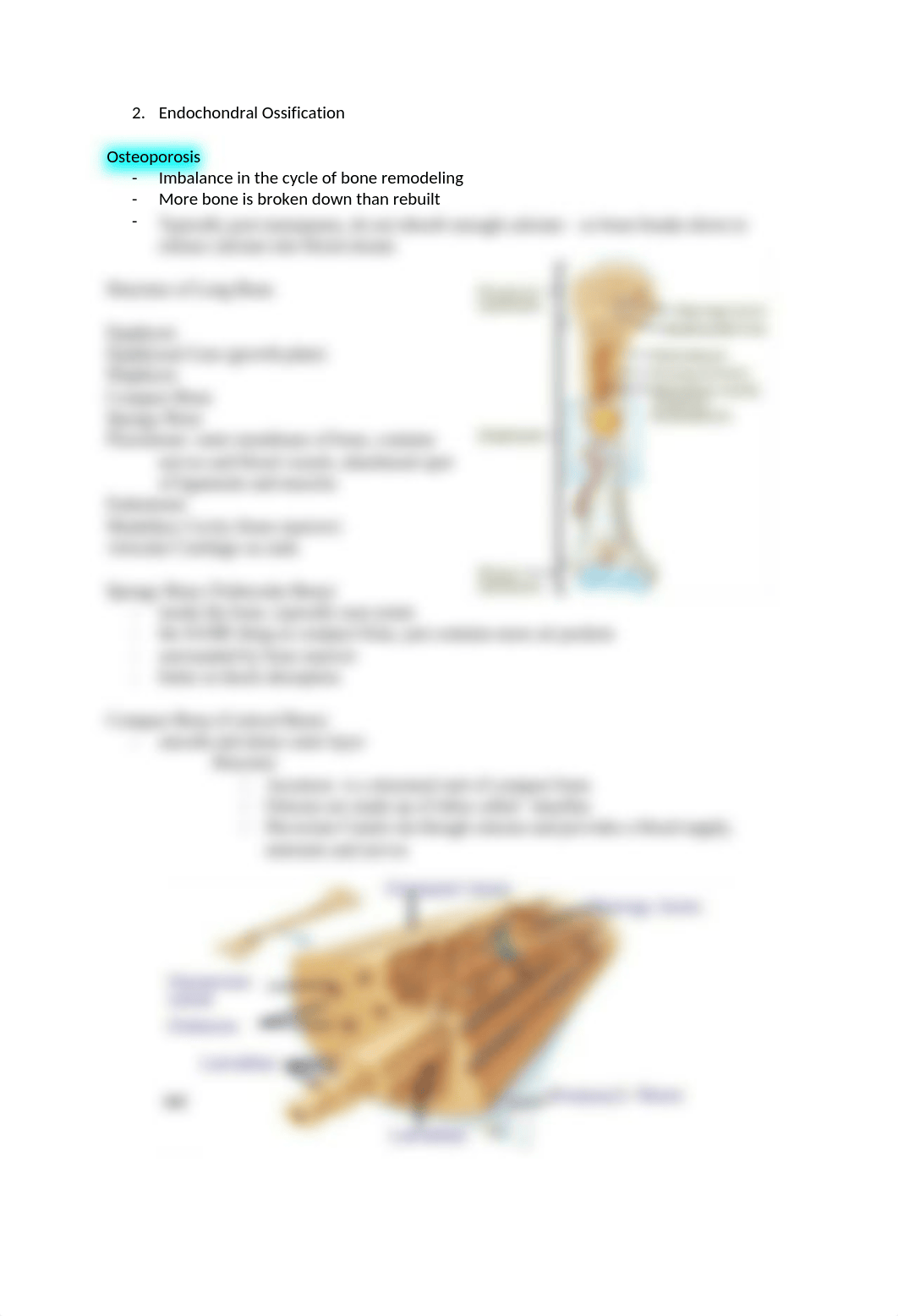 Human Anatomy Exam 2 Study Guide.docx_dvhjtmeqd40_page2