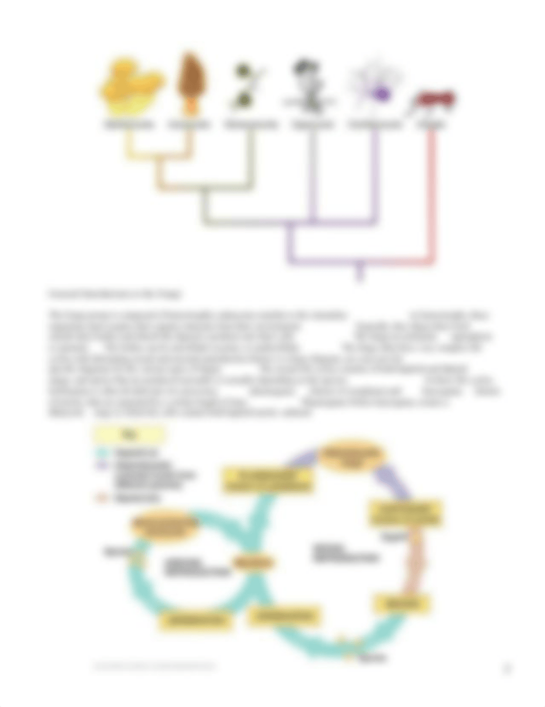 BIO 213  LAB 02- Meet the Fungi.pdf_dvhtv2wkmsl_page2