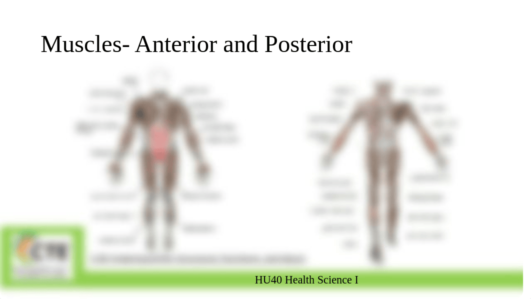 2.02 Structures, Functions, and Disorders of the Muscular System C.Thornton.pptx_dvi0tvg7pyh_page4