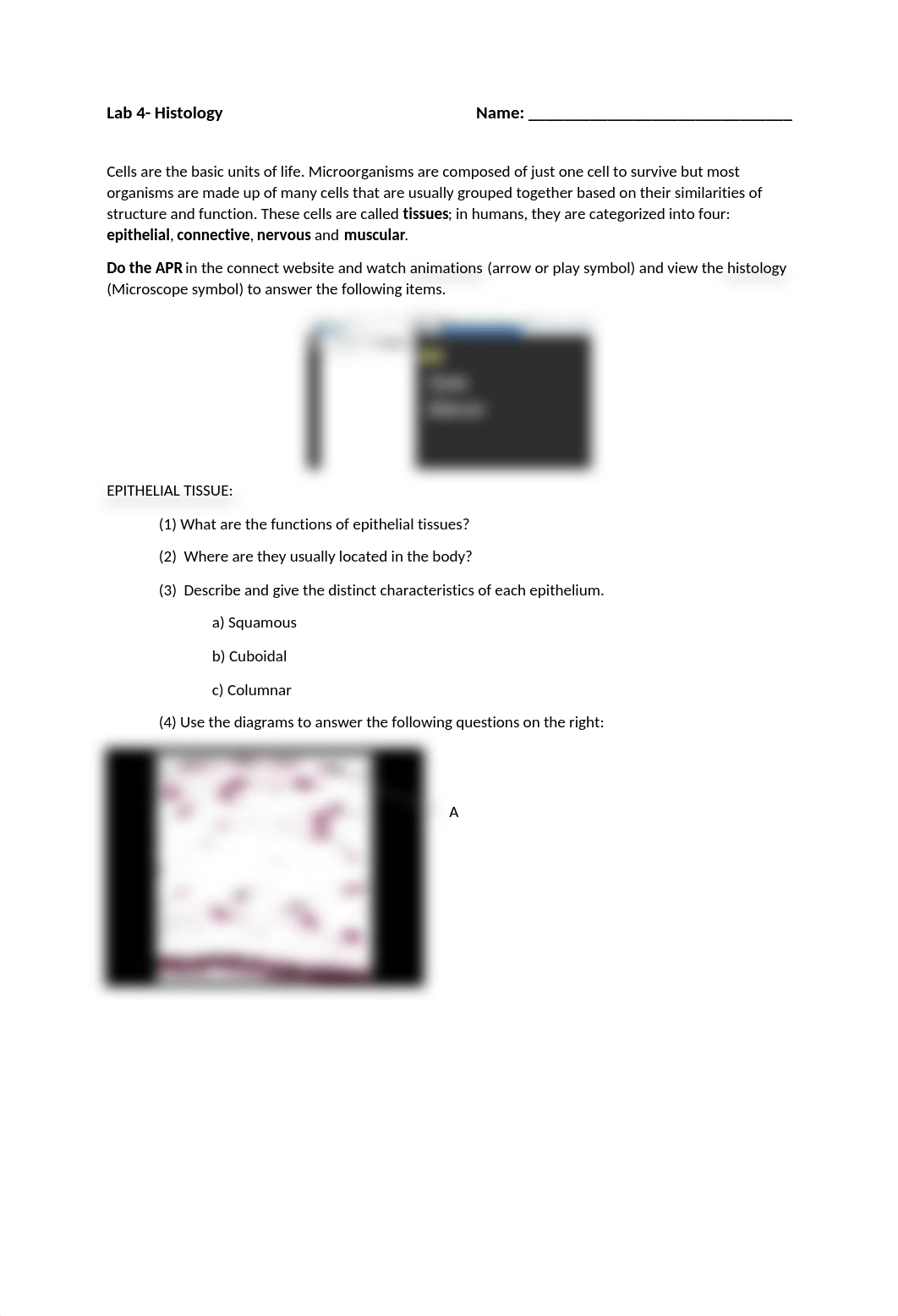 Lab 4- Histology.docx_dvjr1i7ujaa_page1