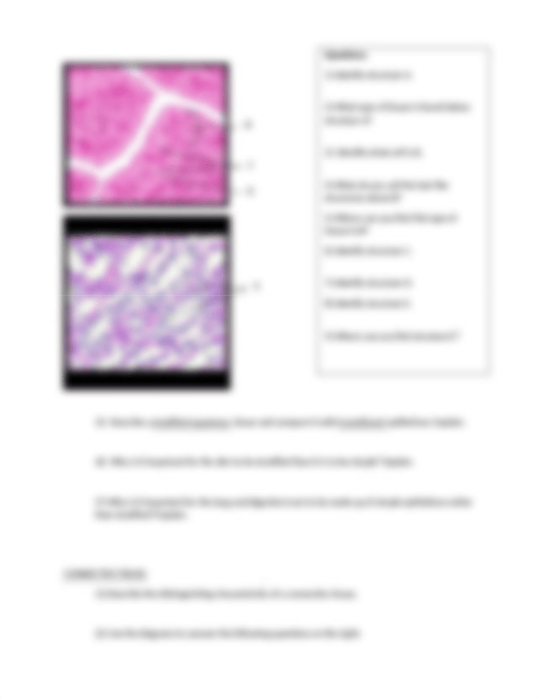 Lab 4- Histology.docx_dvjr1i7ujaa_page2