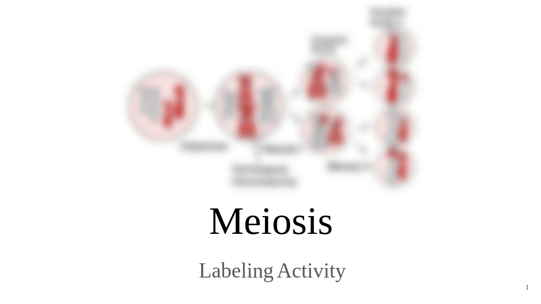 Meiosis Quiz Review - Online.pptx_dvjrpjvid69_page1