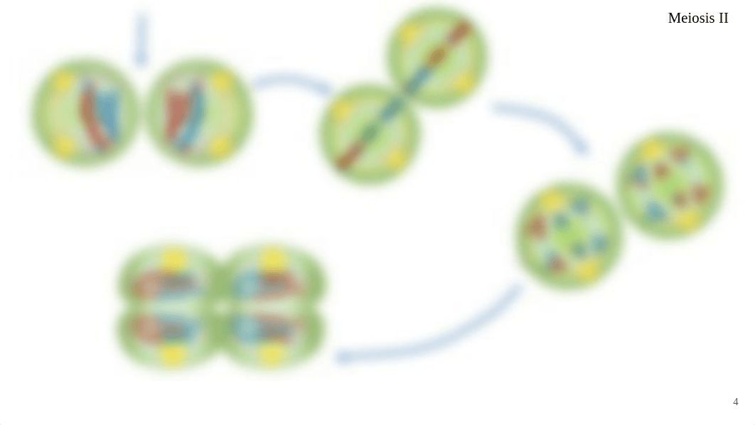 Meiosis Quiz Review - Online.pptx_dvjrpjvid69_page4