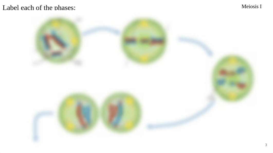 Meiosis Quiz Review - Online.pptx_dvjrpjvid69_page3