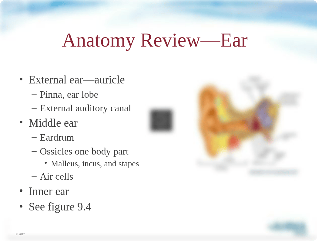 Chapter 9 Sense organs w audio.pptx_dvkdqnuk206_page5