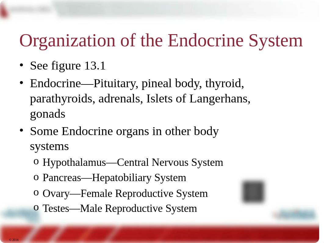 Chapter 13 Endocrine wa.pptx_dvkuxiximj0_page4