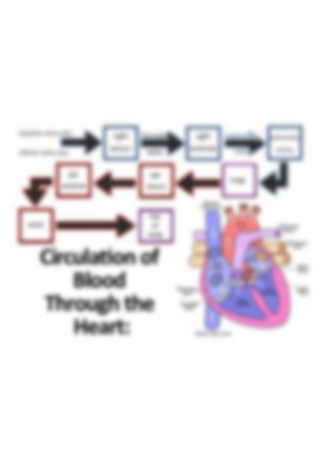 Blood-Flow-Circulation-Through-Heart.jpg_dvl037qovla_page1