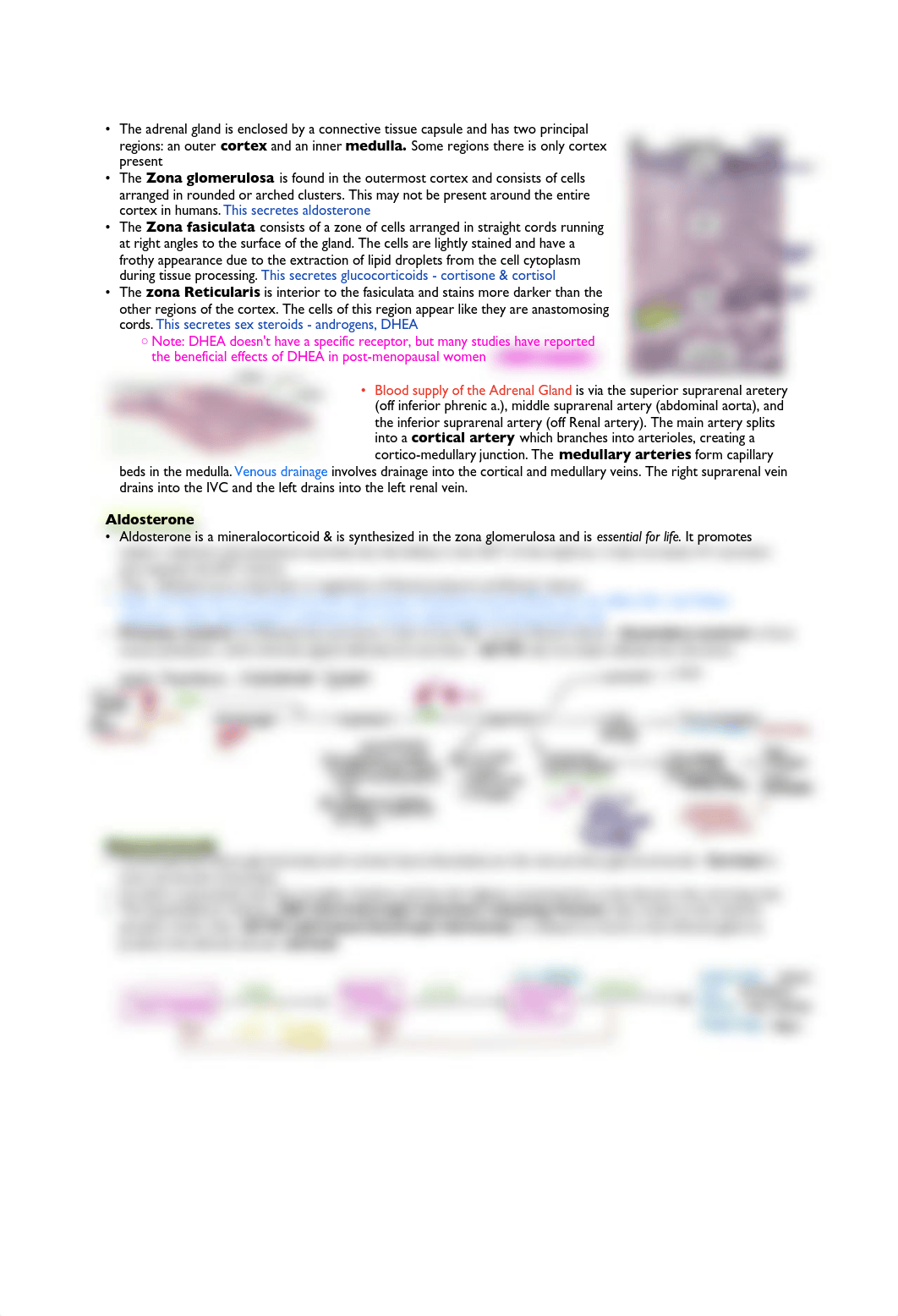 Adrenal Gland Histology and Physiology .pdf_dvl2hhbbuif_page1