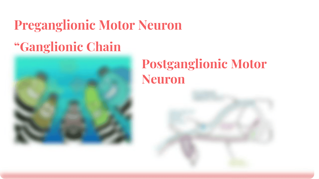 03.04 Sympathetic and Parasympathetic Nervous System 1026.0 Anatomy & Physiology .pdf_dvlewj15kwx_page5