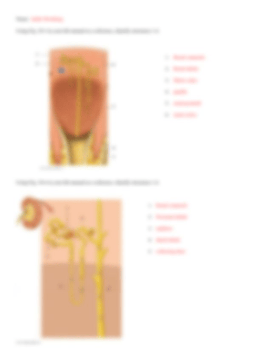 Lab 11 - Anatomy of the Urinary System Lab.docx_dvlnfvvufi2_page2