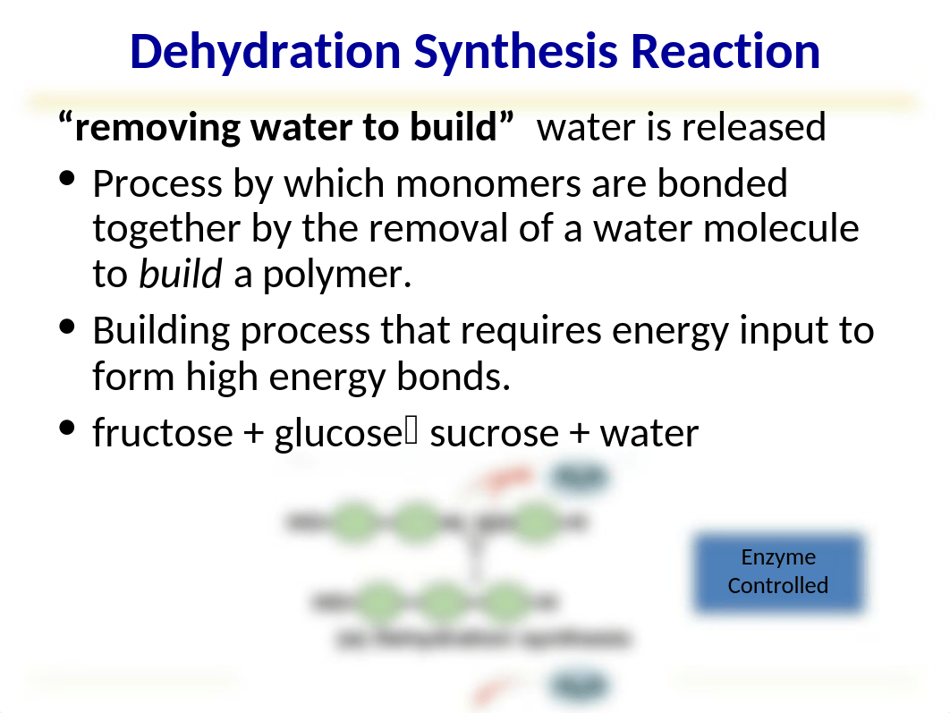 3 Bio 100 Biochemistry.ppt_dvmjpz4hoer_page5