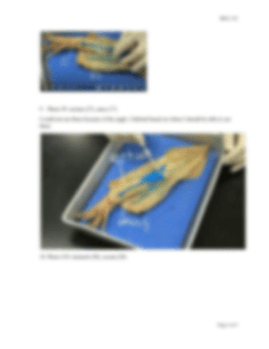 Sales_Ashleigh Lab Activity Squid Dissection Photographs .docx_dvmm7i068od_page4