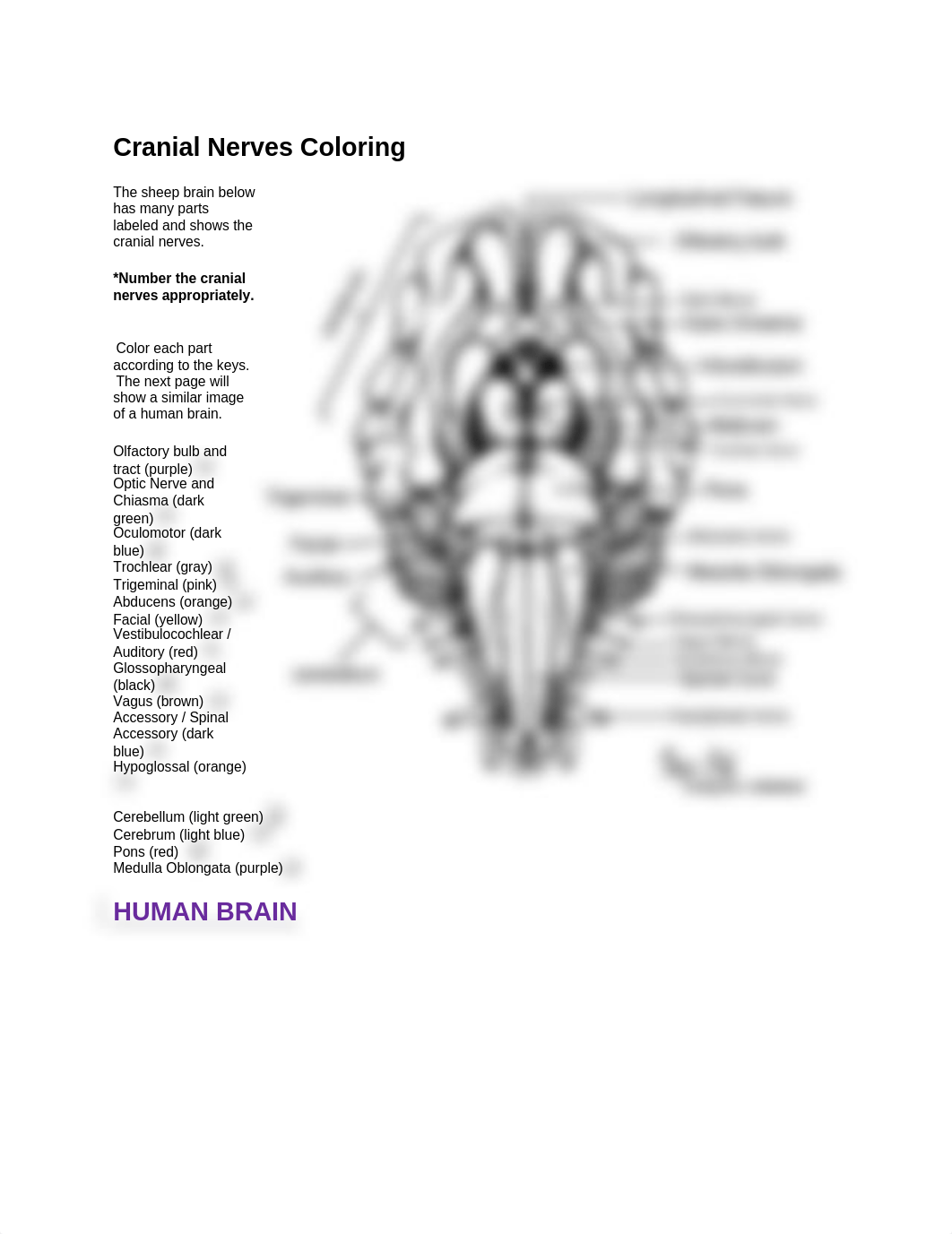 Cranial Nerves Coloring_dvnrn32k4d2_page1