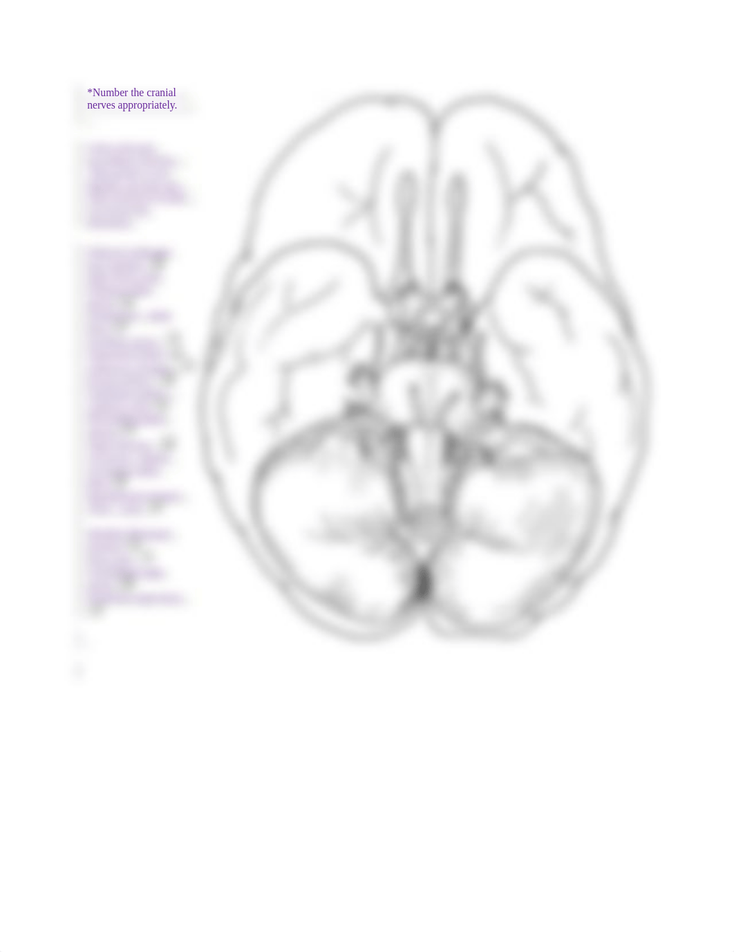 Cranial Nerves Coloring_dvnrn32k4d2_page2