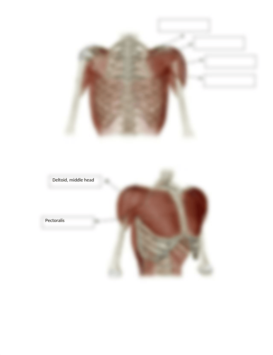 Lab Muscles.docx_dvo6j3ogji8_page5