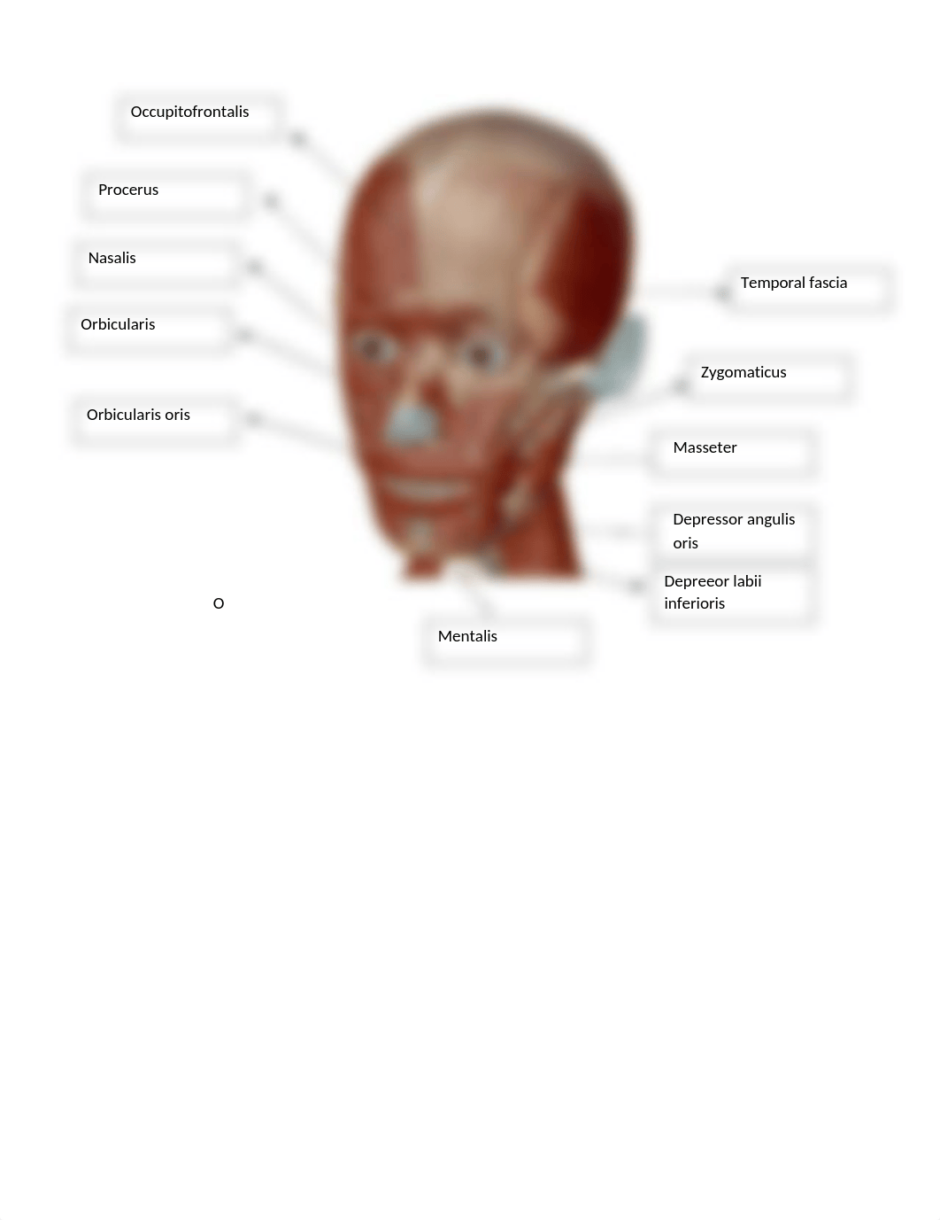 Lab Muscles.docx_dvo6j3ogji8_page1