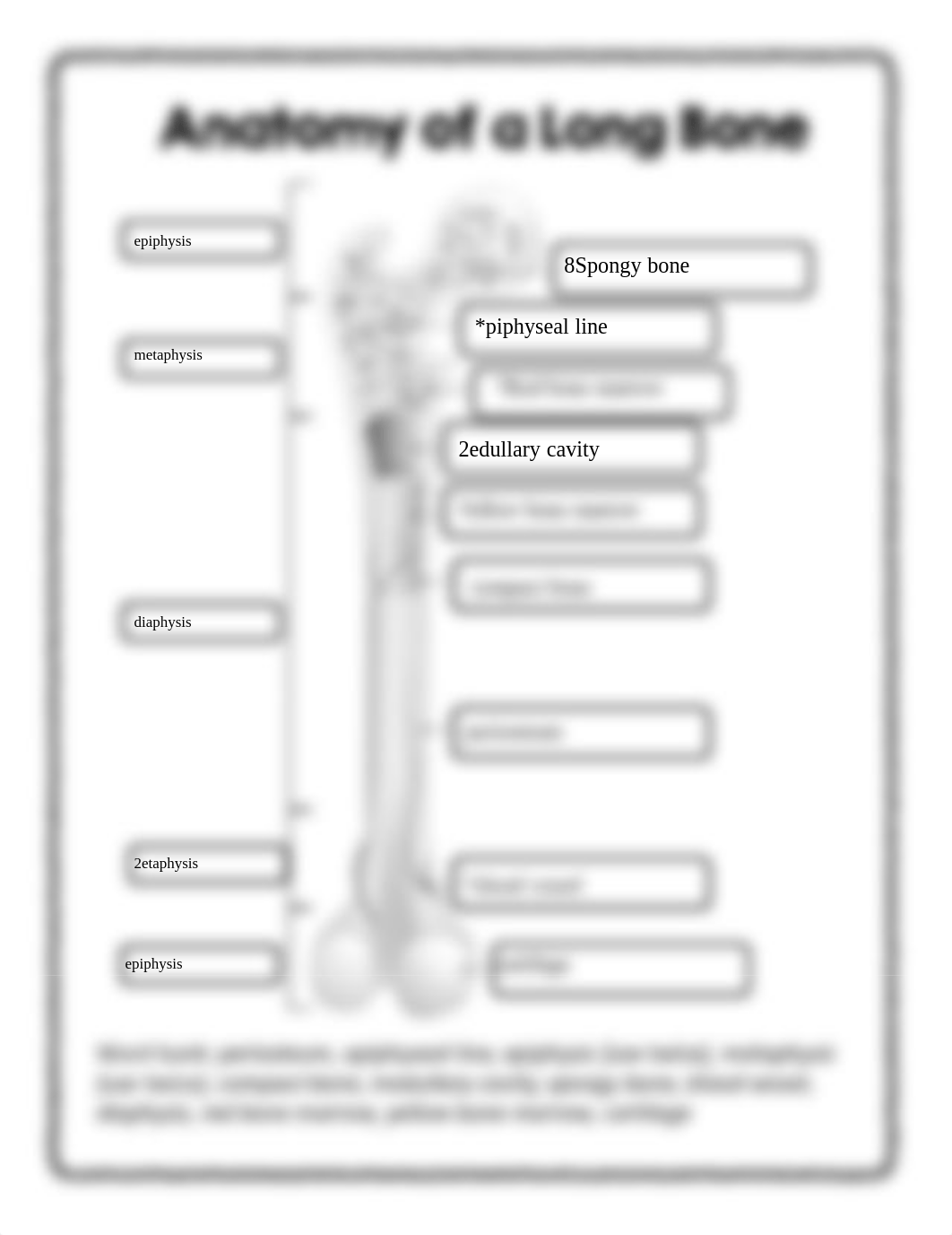 Digital Diagram of Long Bone.pdf_dvokycq9fq5_page1