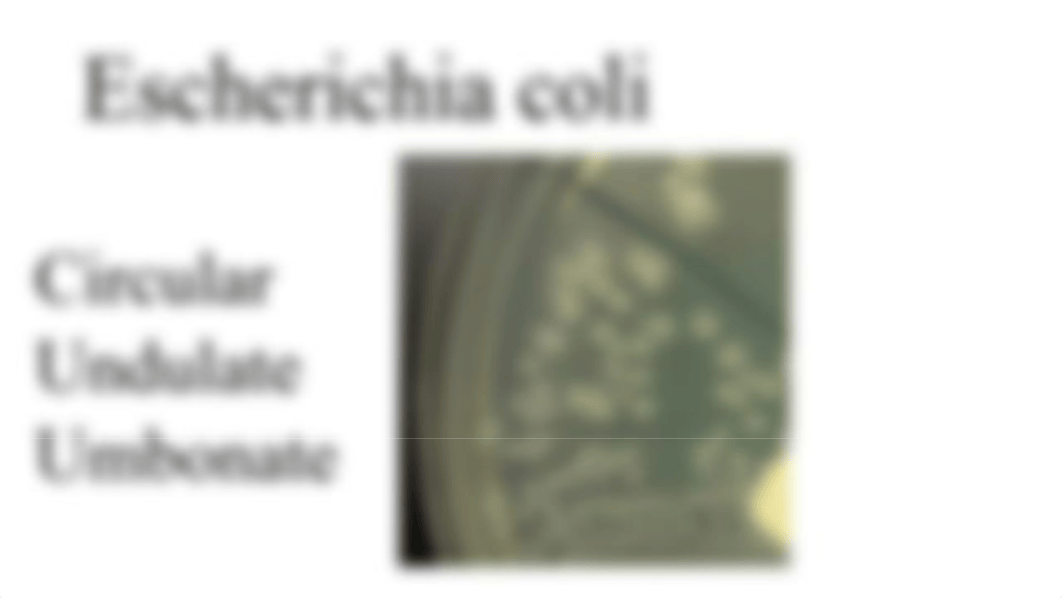 Colony Morphology lab results.pptx_dvoond0upwg_page5