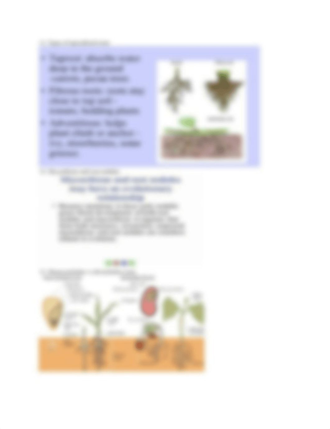 Exam 1-Plant Biology.docx_dvp2tktuote_page5