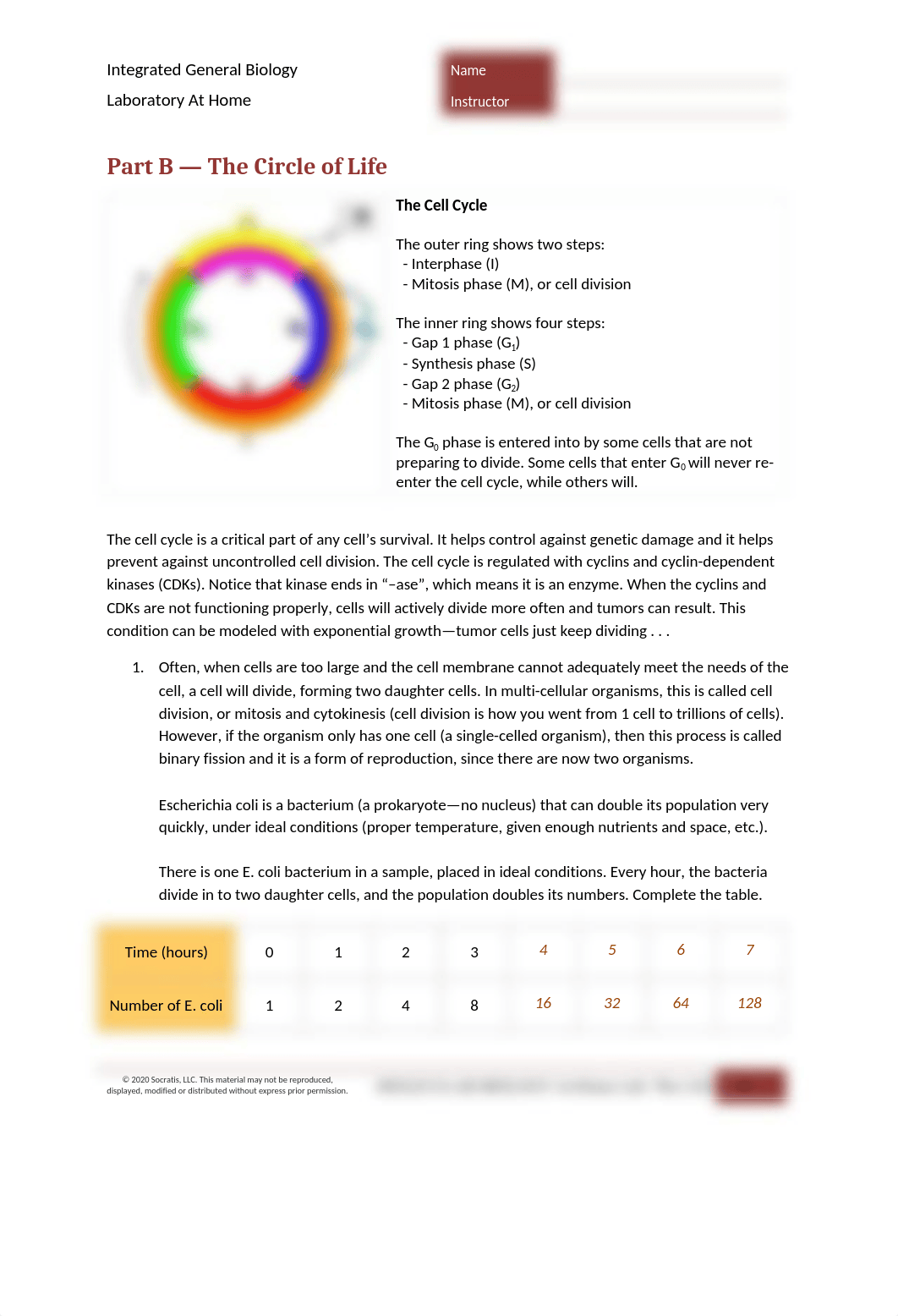 LAB The Cell Cycle.docx_dvp4q4g6xvw_page2