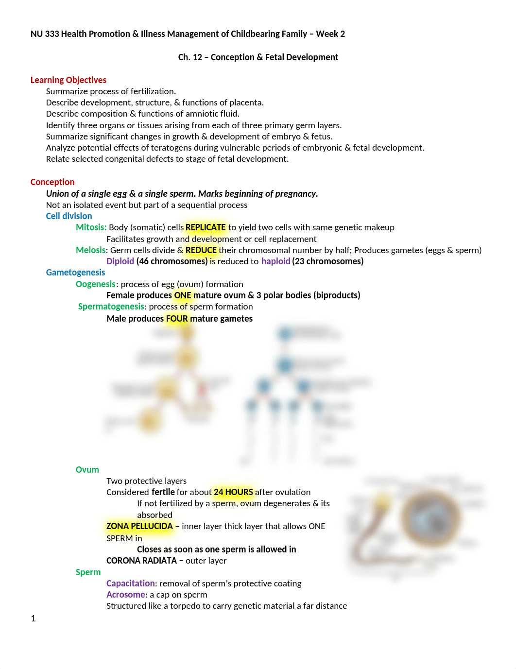 NU 333 WK 2 - Ch. 12 Conception & Fetal Development.docx_dvptrmvtmxp_page1