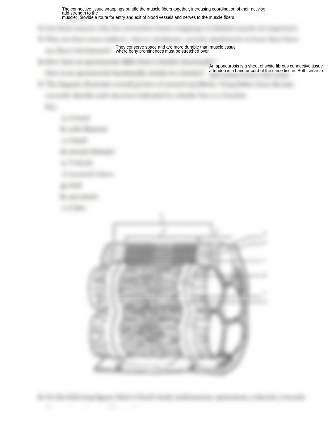 Ex12 Review sheet - Microscopic Anatomy and Organization of Skeletal Muscle (1).pdf_dvq2v5ztvcl_page2