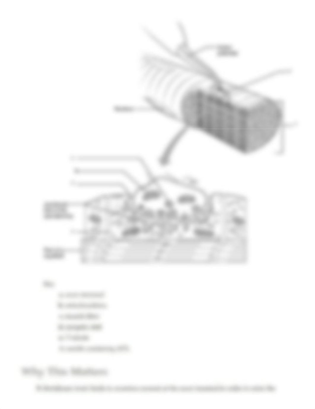 Ex12 Review sheet - Microscopic Anatomy and Organization of Skeletal Muscle (1).pdf_dvq2v5ztvcl_page4