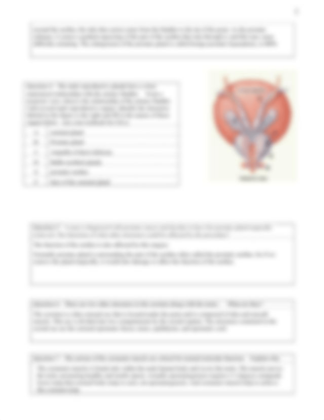 Lab 10 - The Male Reproductive System  Answer sheet (1).docx_dvqoaqkkv6e_page2