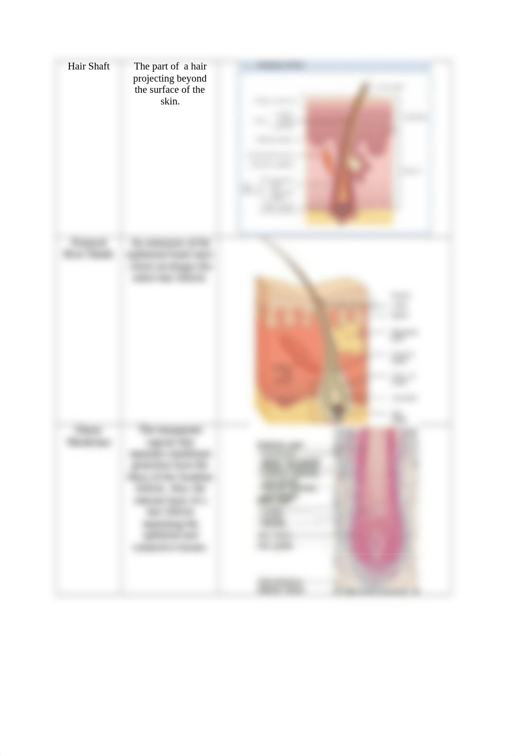 Integumentary System Vocabulary.docx_dvrwr9g4jji_page5