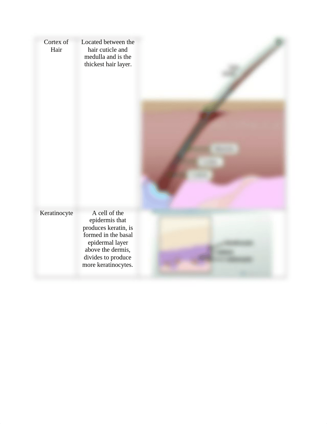 Integumentary System Vocabulary.docx_dvrwr9g4jji_page4