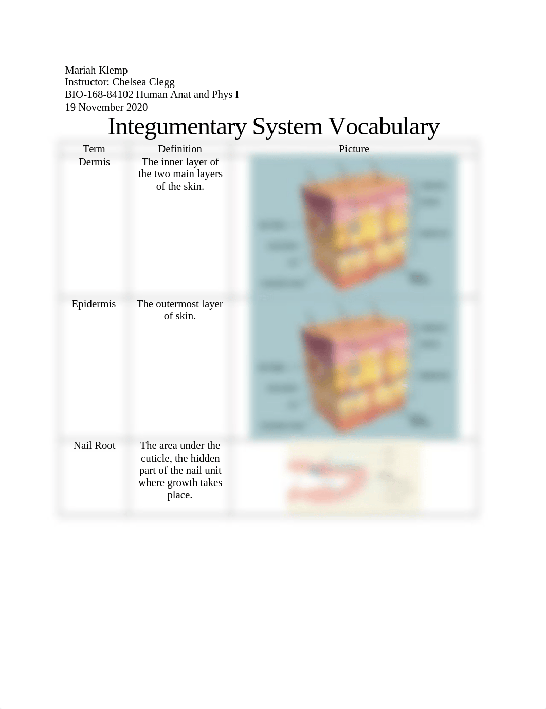 Integumentary System Vocabulary.docx_dvrwr9g4jji_page1