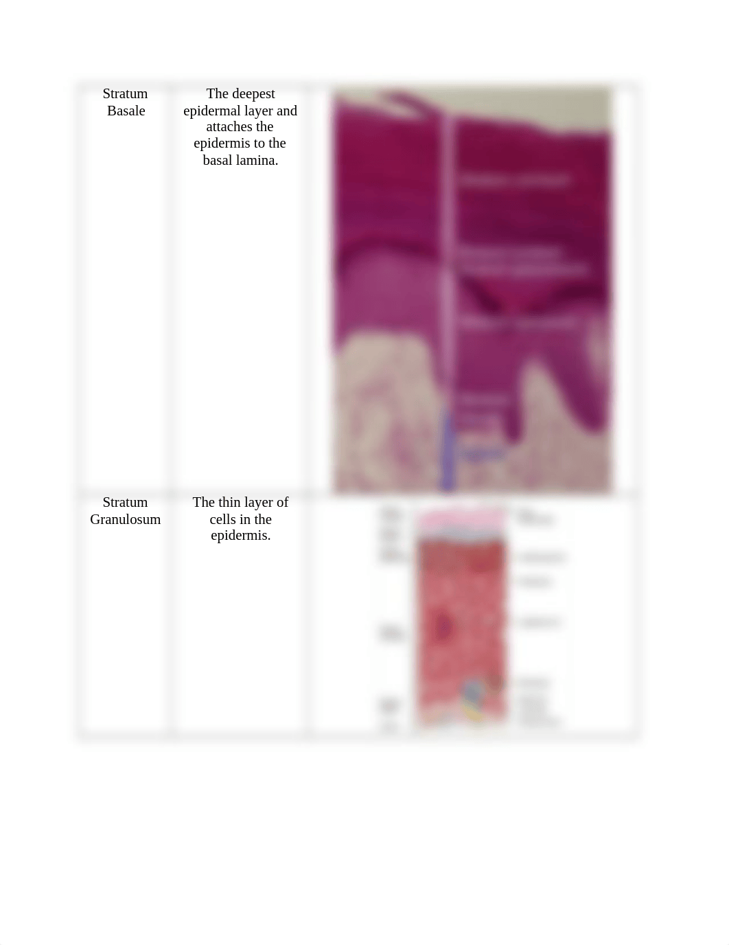 Integumentary System Vocabulary.docx_dvrwr9g4jji_page2