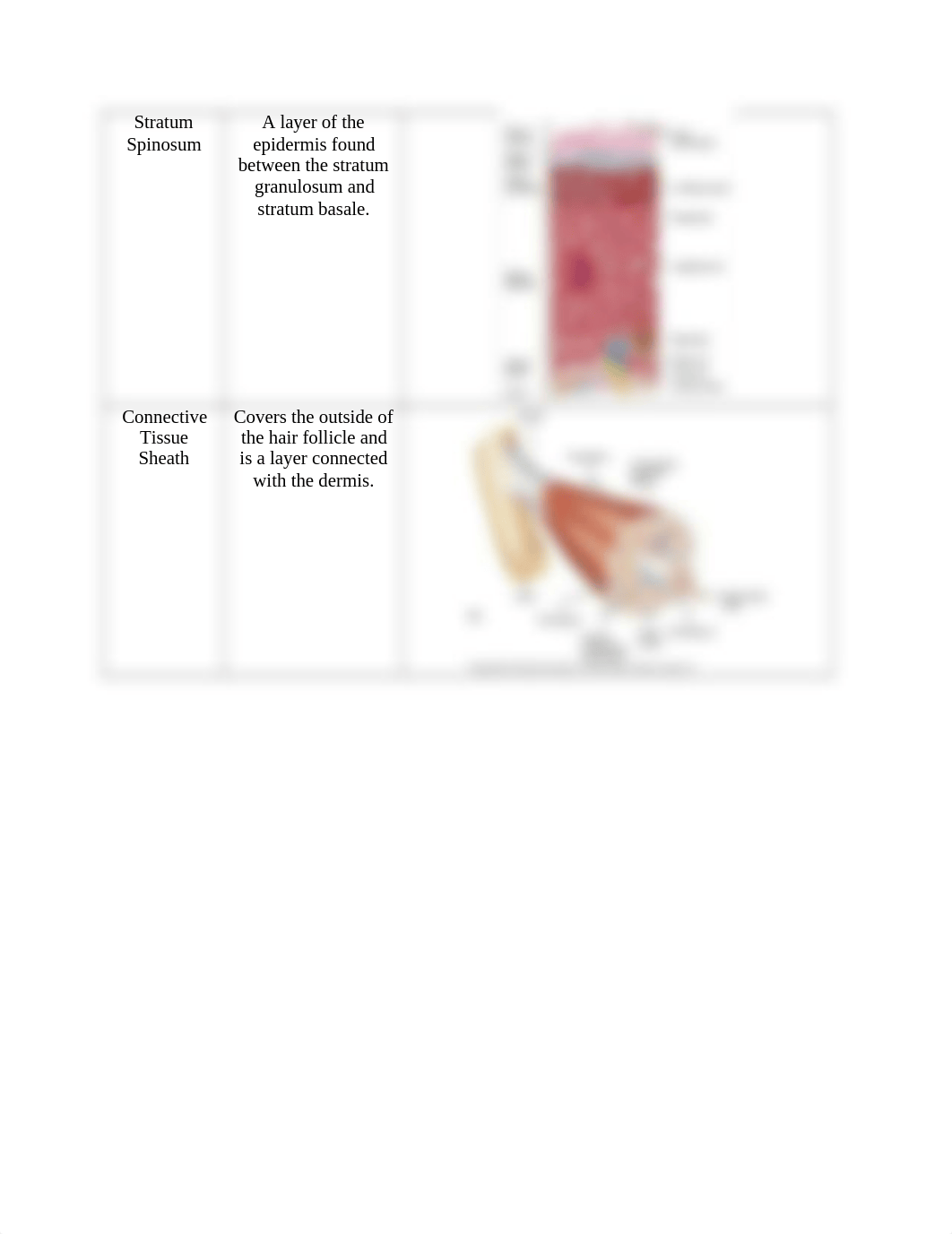 Integumentary System Vocabulary.docx_dvrwr9g4jji_page3